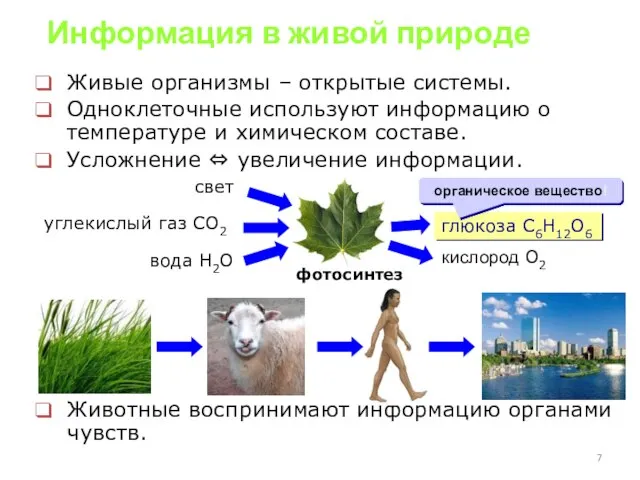 Информация в живой природе Живые организмы – открытые системы. Одноклеточные используют