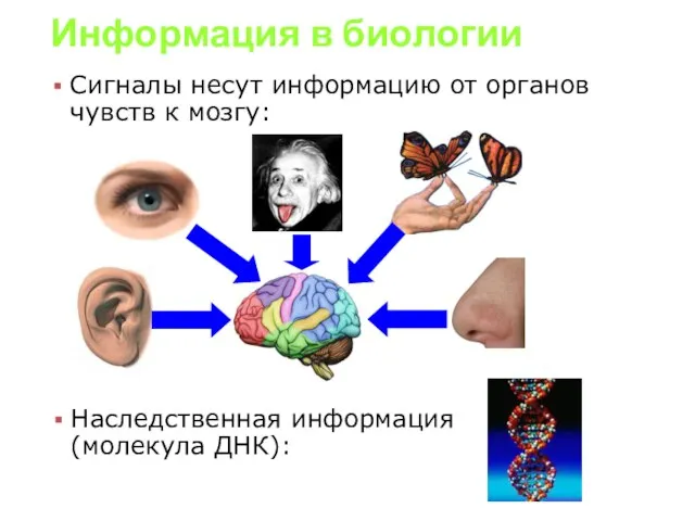 Информация в биологии Сигналы несут информацию от органов чувств к мозгу: Наследственная информация (молекула ДНК):
