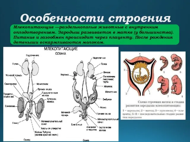 Особенности строения Млекопитающие —раздельнополые животные с внутренним оплодотворением. Зародыш развивается в