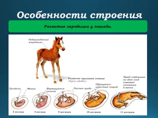 Особенности строения Развитие зародыша у лошади.
