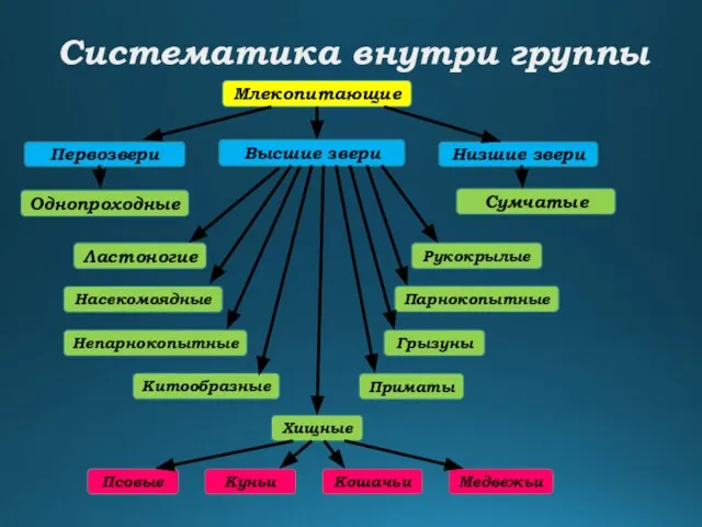 Систематика внутри группы Млекопитающие Первозвери Низшие звери Сумчатые Высшие звери Однопроходные