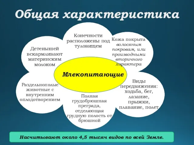 Общая характеристика Млекопитающие Конечности расположены под туловищем Кожа покрыта волосяным покровам,