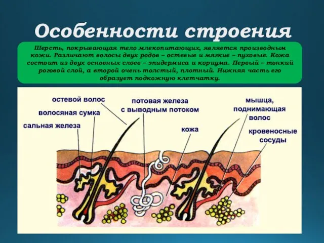 Особенности строения Шерсть, покрывающая тело млекопитающих, является производным кожи. Различают волосы