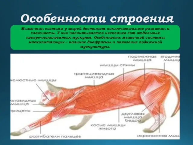 Особенности строения Мышечная система у зверей достигает исключительного развития и сложности.