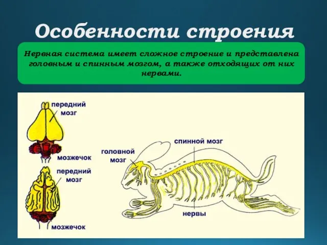 Особенности строения Нервная система имеет сложное строение и представлена головным и