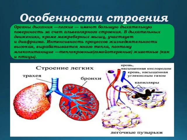 Особенности строения Органы дыхания —легкие — имеют большую дыхательную поверхность за