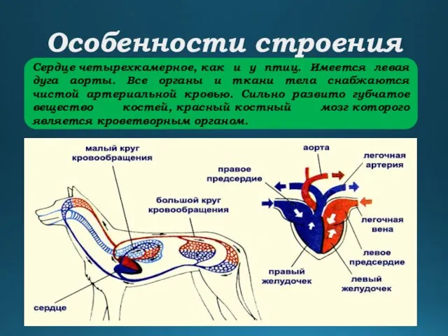 Особенности строения Сердце четырехкамерное, как и у птиц. Имеется левая дуга