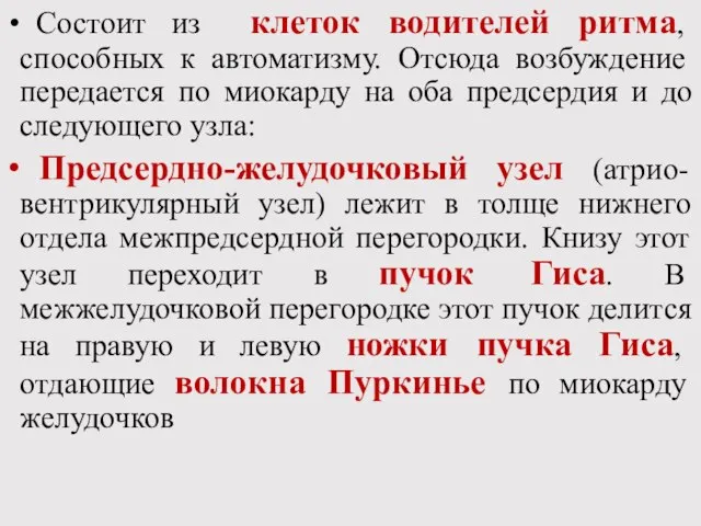 Состоит из клеток водителей ритма, способных к автоматизму. Отсюда возбуждение передается