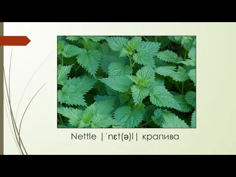 Nettle |ˈnɛt(ə)l| крапива
