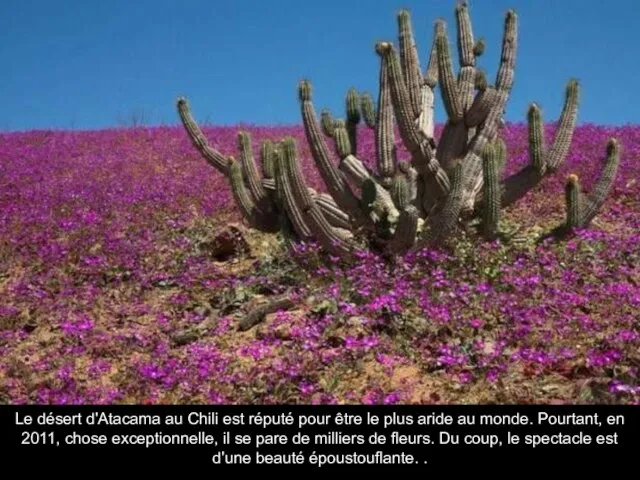 Le désert d'Atacama au Chili est réputé pour être le plus