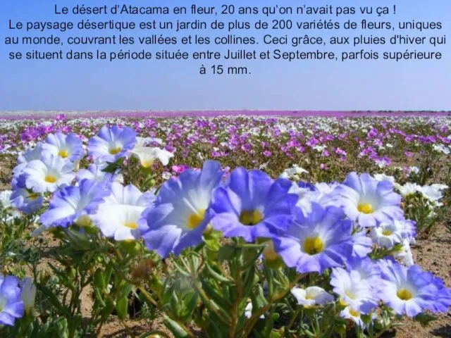 Le désert d’Atacama en fleur, 20 ans qu’on n’avait pas vu