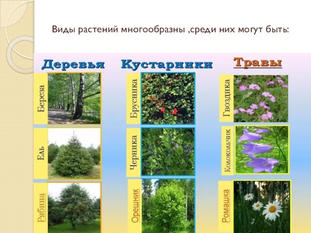 Виды растений многообразны ,среди них могут быть: