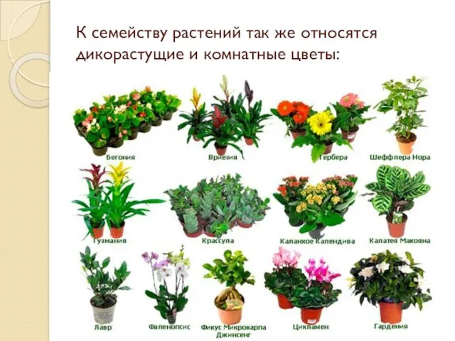 К семейству растений так же относятся дикорастущие и комнатные цветы: