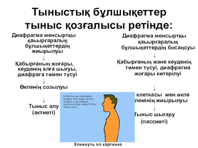 Тыныстық бұлшықеттер тыныс қозғалысы ретінде: Диафрагма менсыртқы қаьырғаралық бұлшықеттердің жиырылуы ↓