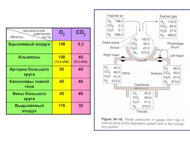 парциальное давление, мм Hg область