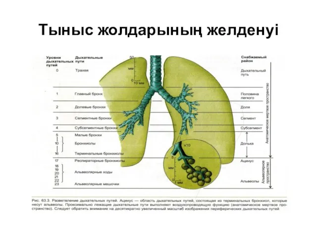 Тыныс жолдарының желденуі