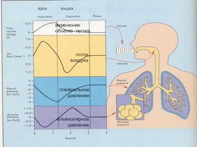 изменение объема легких поток воздуха плевральное давление альвеолярное давление вдох выдох