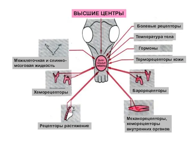 ВЫСШИЕ ЦЕНТРЫ Болевые рецепторы Температура тела Гормоны Терморецепторы кожи Барорецепторы Механорецепторы,