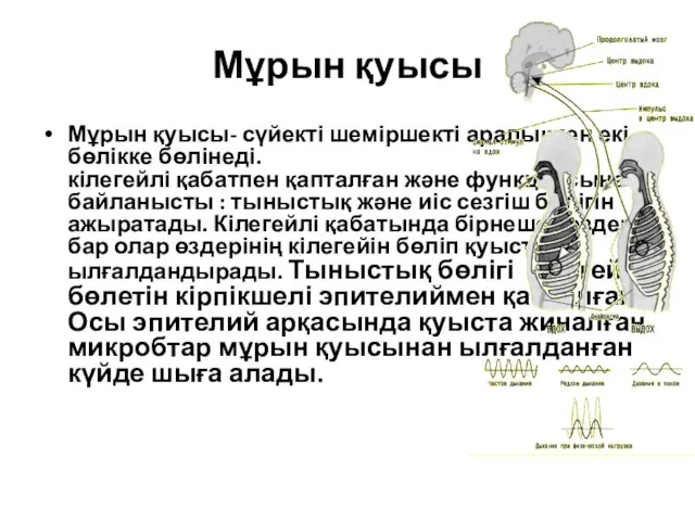 Мұрын қуысы Мұрын қуысы- сүйекті шеміршекті аралықпен екі бөлікке бөлінеді. кілегейлі