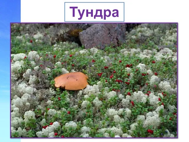 Тундра