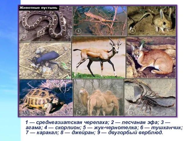 1 — среднеазиатская черепаха; 2 — песчаная эфа; 3 — агама;