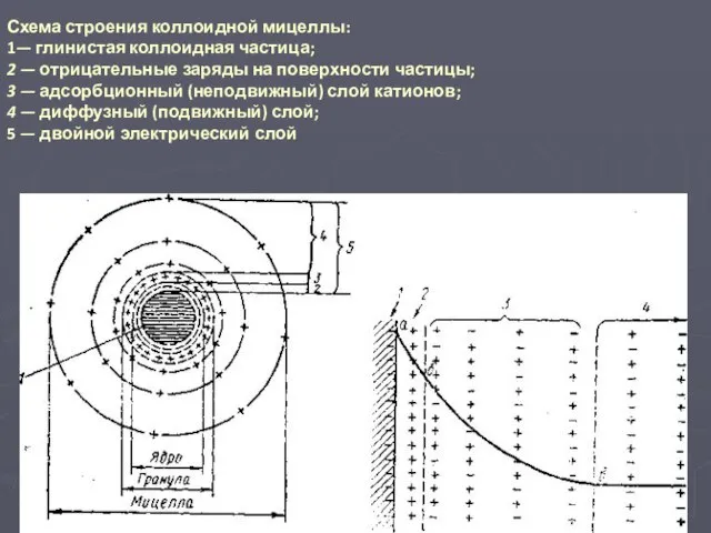 Схема строения коллоидной мицеллы: 1— глинистая коллоидная частица; 2 — отрицательные