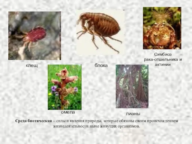 Среда биотическая – силы и явления природы, которые обязаны своим происхождением