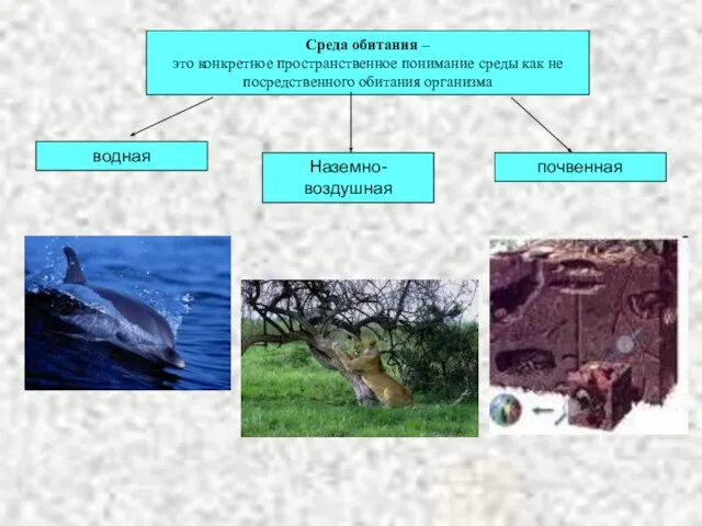 Среда обитания – это конкретное пространственное понимание среды как не посредственного обитания организма водная Наземно-воздушная почвенная