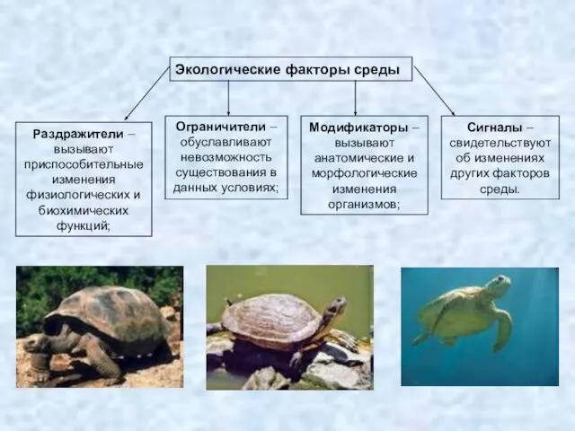 Экологические факторы среды Раздражители – вызывают приспособительные изменения физиологических и биохимических