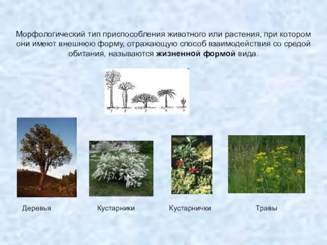 Морфологический тип приспособления животного или растения, при котором они имеют внешнюю