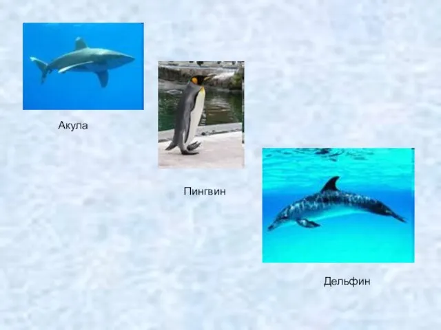 Дельфин Акула Пингвин