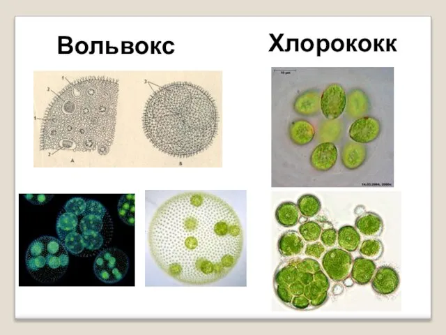 Вольвокс Хлорококк