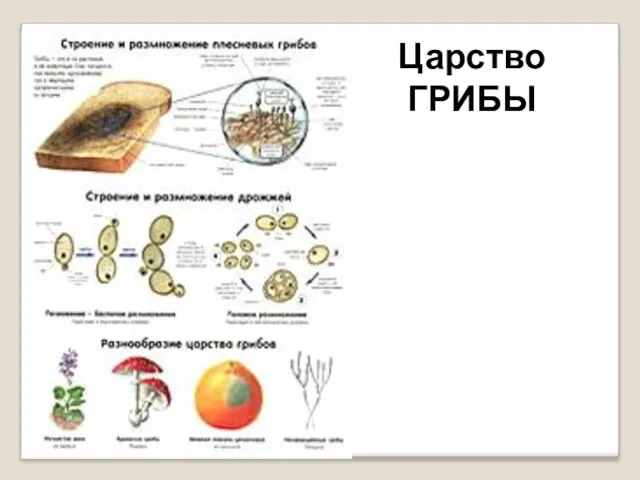 Царство ГРИБЫ