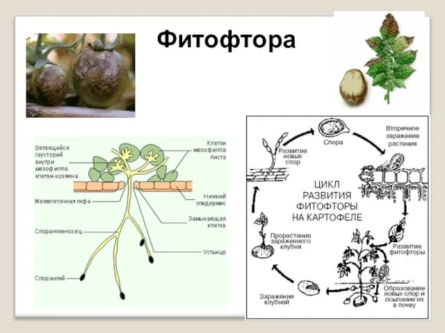 Фитофтора