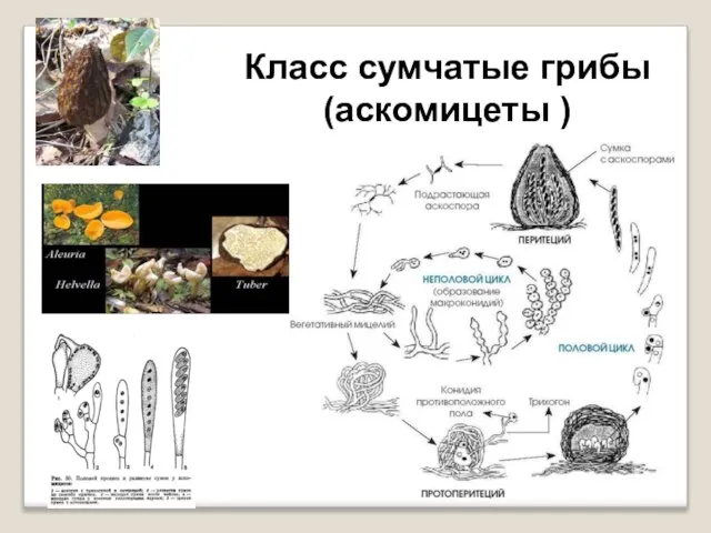 Класс сумчатые грибы (аскомицеты )