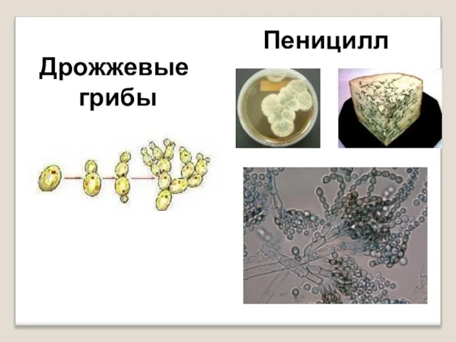 Дрожжевые грибы Пеницилл