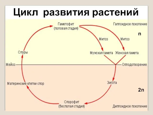 Цикл развития растений n 2n