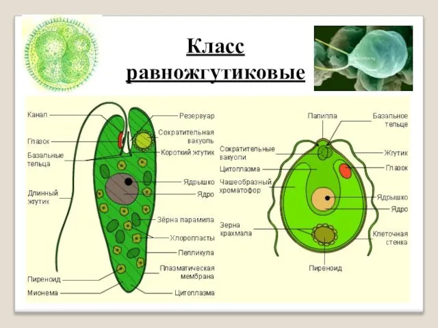 Класс равножгутиковые