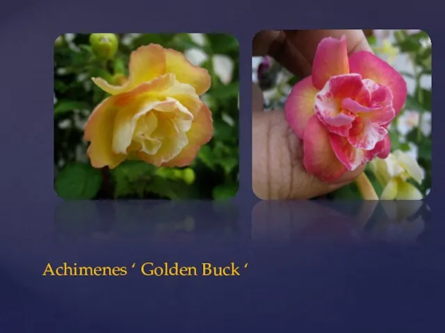 Achimenes ‘ Golden Buck ‘