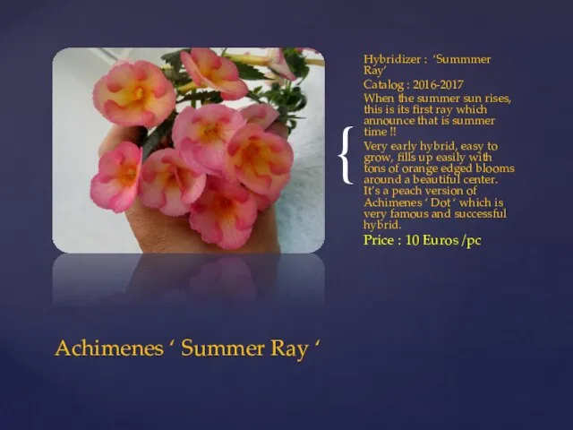 Hybridizer : ‘Summmer Ray’ Catalog : 2016-2017 When the summer sun