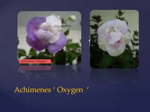 Achimenes ‘ Oxygen ‘