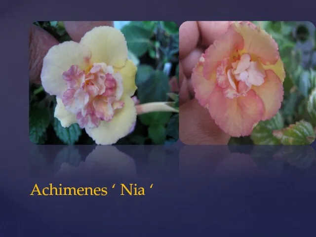 Achimenes ‘ Nia ‘