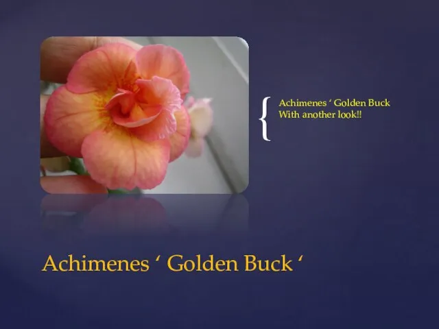 Achimenes ‘ Golden Buck With another look!! Achimenes ‘ Golden Buck ‘