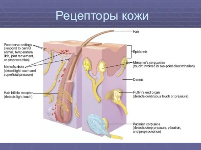 Рецепторы кожи