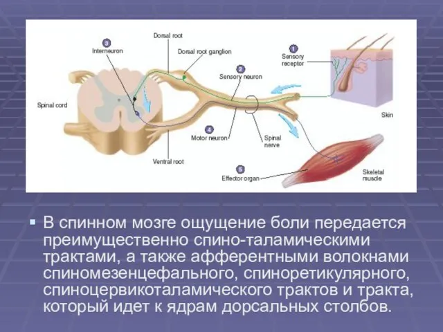 В спинном мозге ощущение боли передается преимущественно спино-таламическими трактами, а также