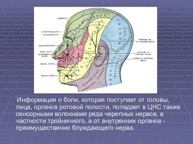 Информация о боли, которая поступает от головы, лица, органов ротовой полости,