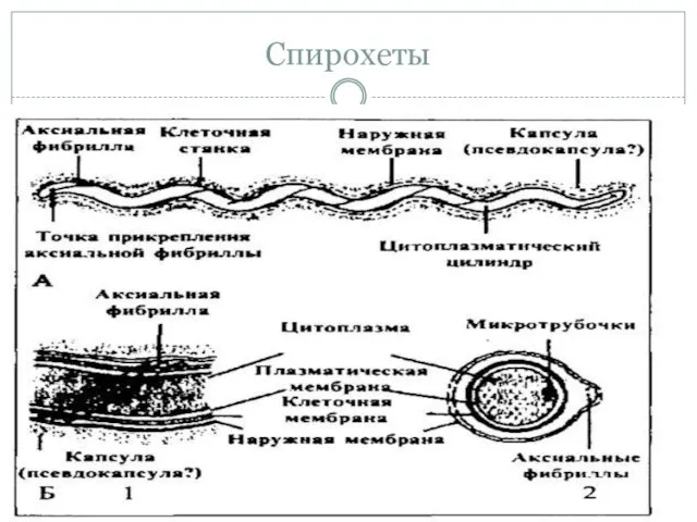 Спирохеты