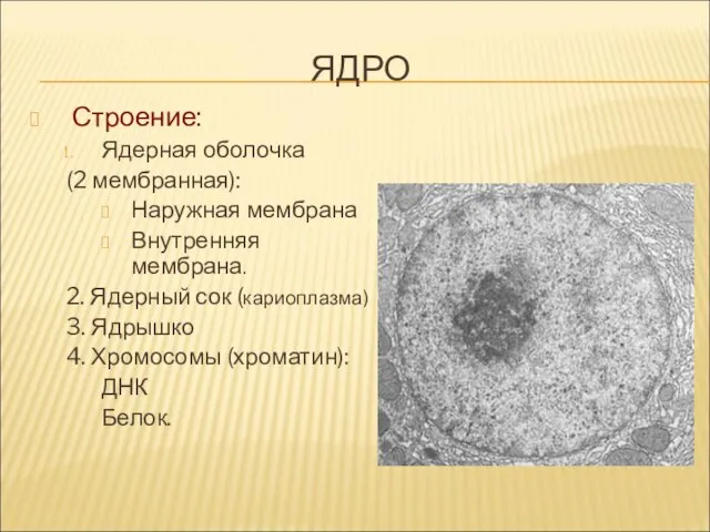 ЯДРО Строение: Ядерная оболочка (2 мембранная): Наружная мембрана Внутренняя мембрана. 2.