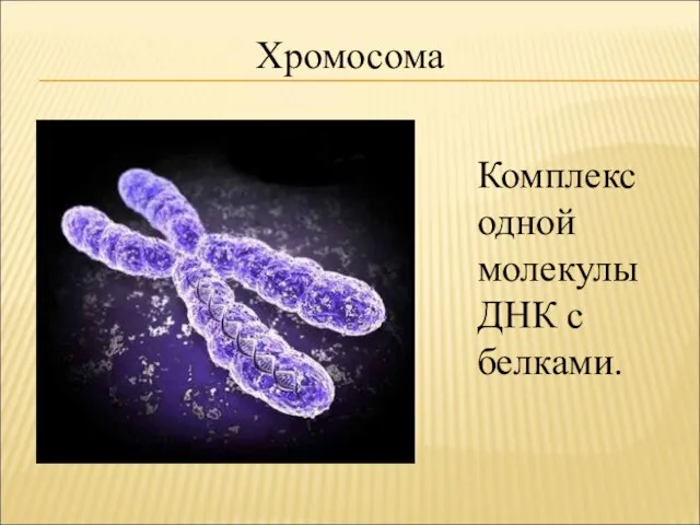 Комплекс одной молекулы ДНК с белками. Хромосома