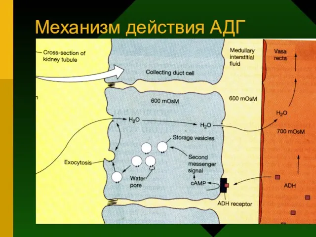 Механизм действия АДГ